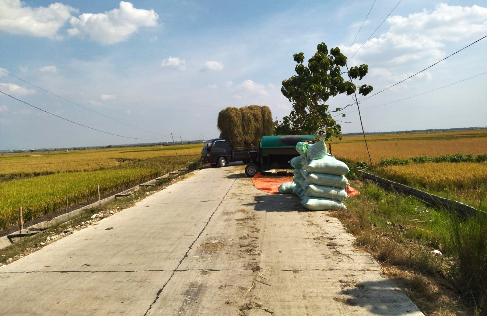 Petani Bahagia Panen Padi Bagus, Meski Harga Pupuk Mencekik dan Sering Langka